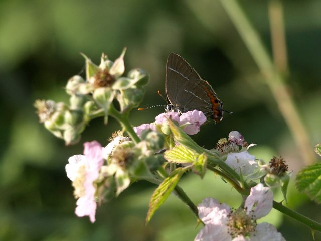 Farfallina da determinare - Satyrium w-album