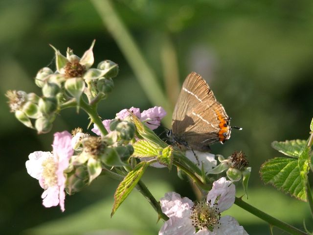 Farfallina da determinare - Satyrium w-album