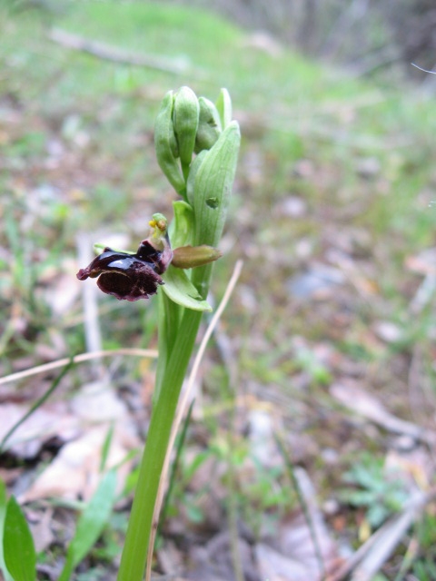 Ophrys garganica