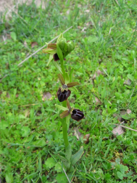 Ophrys garganica