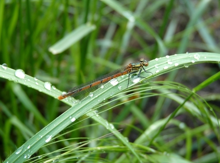Pyrrhosoma  nymphula