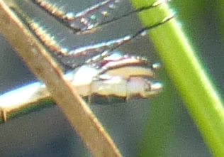 Lestes dryas, da confermare - S