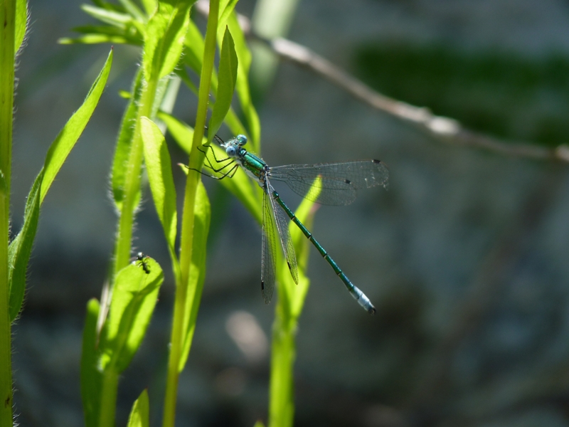 Lestes dryas, da confermare - S