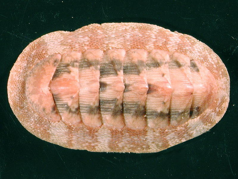 Differenza tra Chiton olivaceus e Chiton corallinus