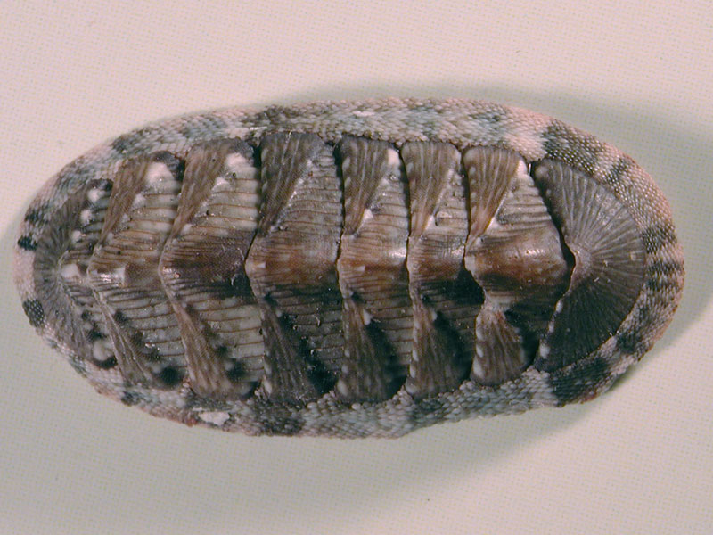 Differenza tra Chiton olivaceus e Chiton corallinus