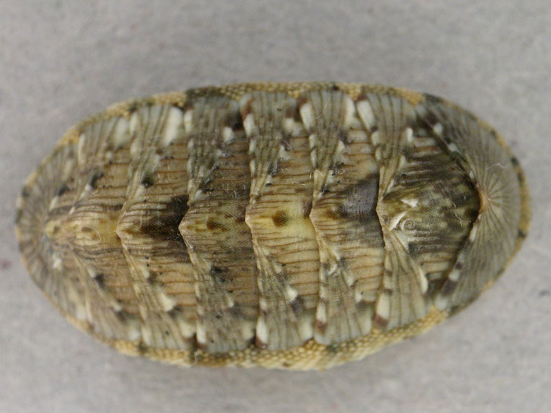 Differenza tra Chiton olivaceus e Chiton corallinus