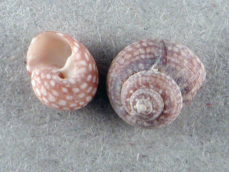 Gibbula nivosa