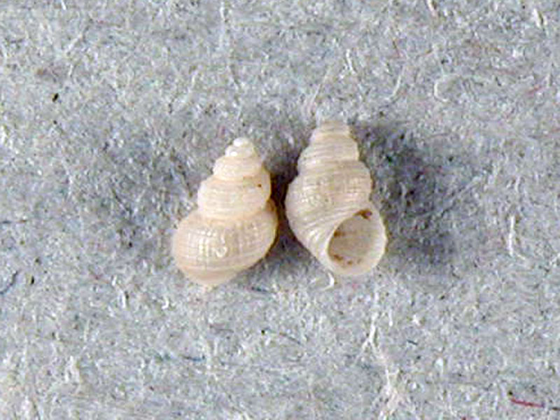 A. dianensis?
