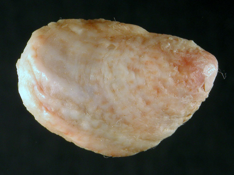 Crepidula fornicata