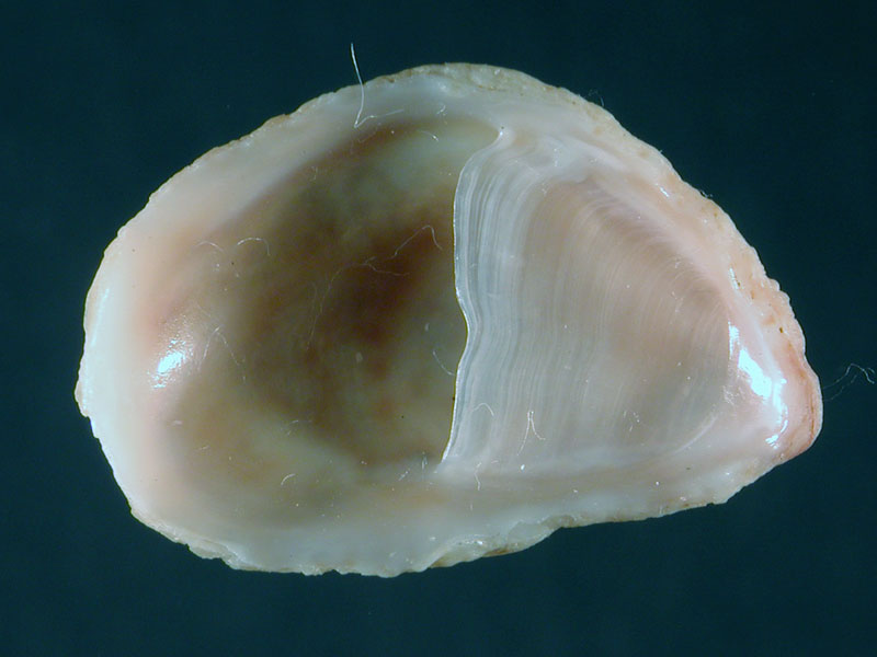 Crepidula fornicata