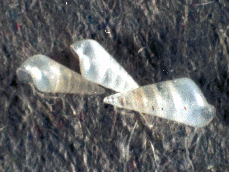 Ustica 8m (Melanella 11-2455)