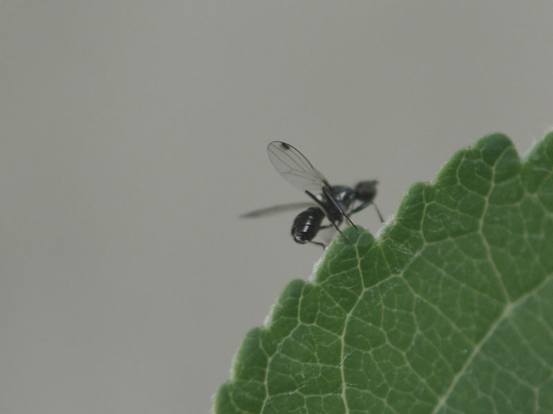 particolari