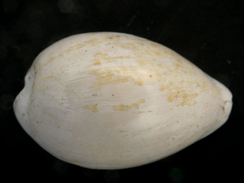 Il fossile più prezioso che ho io !