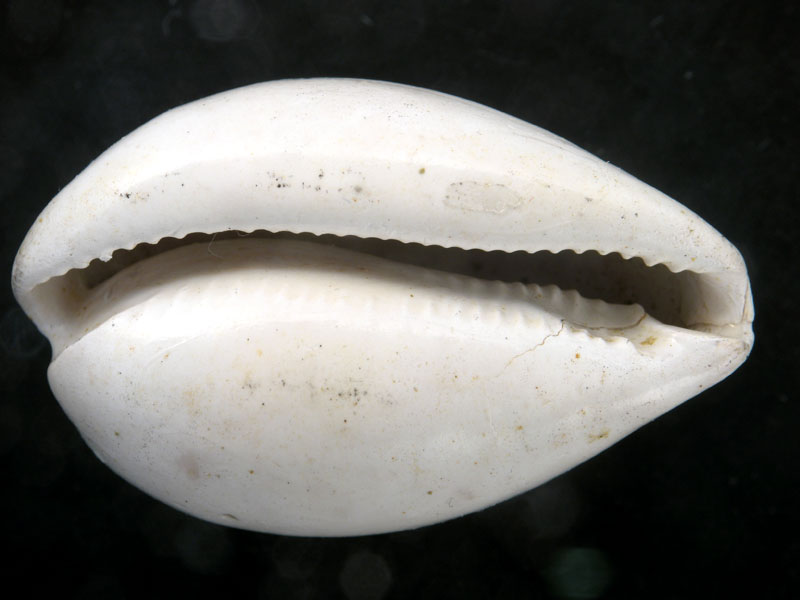 Il fossile più prezioso che ho io !