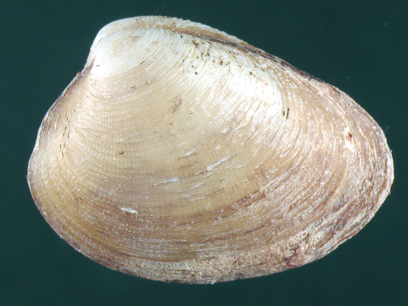 Nucula sulcata