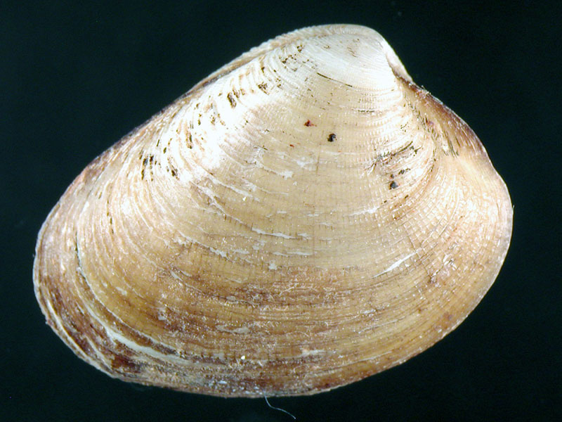 Nucula sulcata