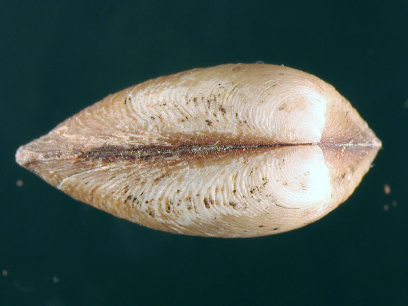 Nucula sulcata