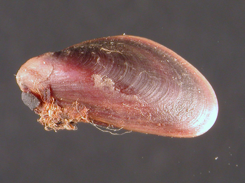 Alghero spiaggia (620-30)