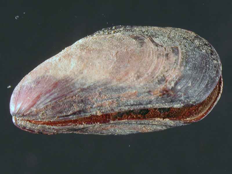 Alghero spiaggia (620-30)