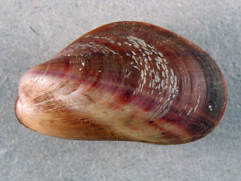 Alghero spiaggia (620-30)