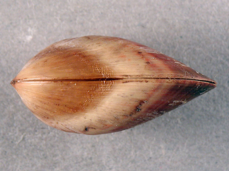 Alghero spiaggia (620-30)