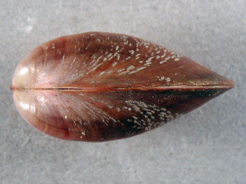 Alghero spiaggia (620-30)