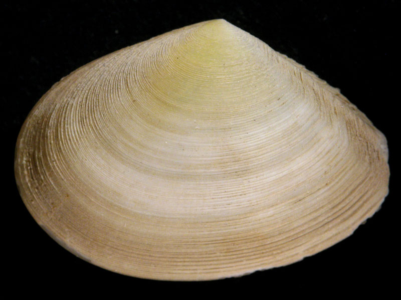 Tellina serrata (Brocchi, 1814) - Pliocene - Toscana