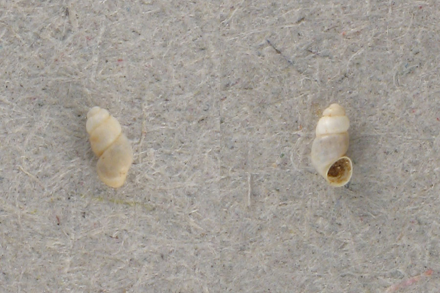 Alzoniella cf. feneriensis