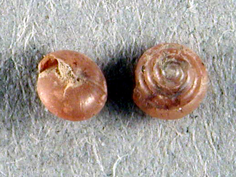 Euconulus cf. alderi