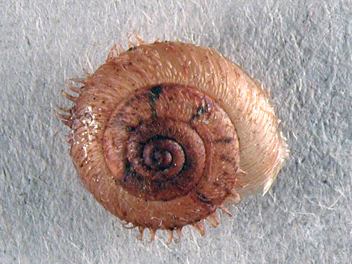Sotto i ricci(oli) ci sono Ciliella ciliata