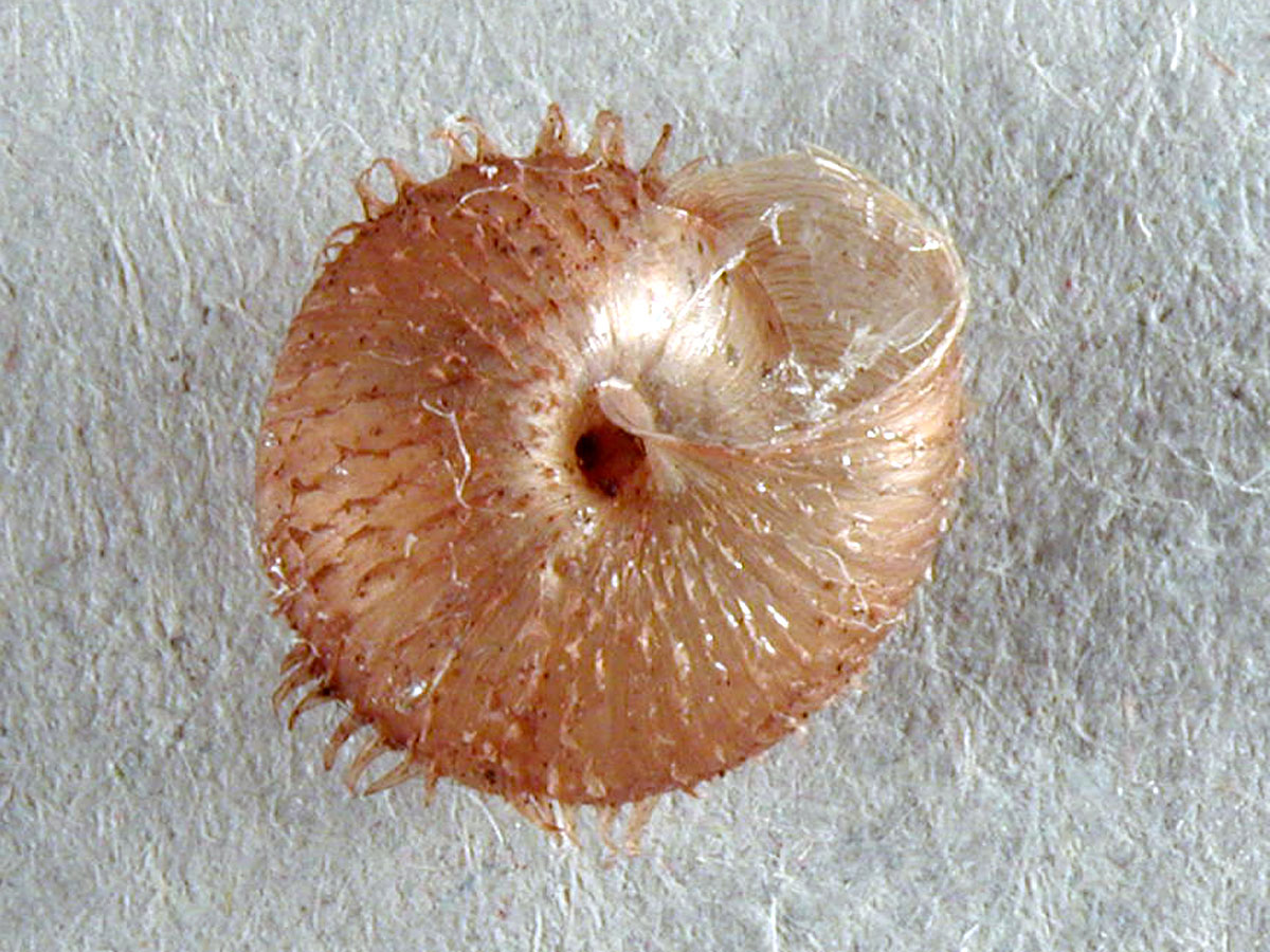 Sotto i ricci(oli) ci sono Ciliella ciliata