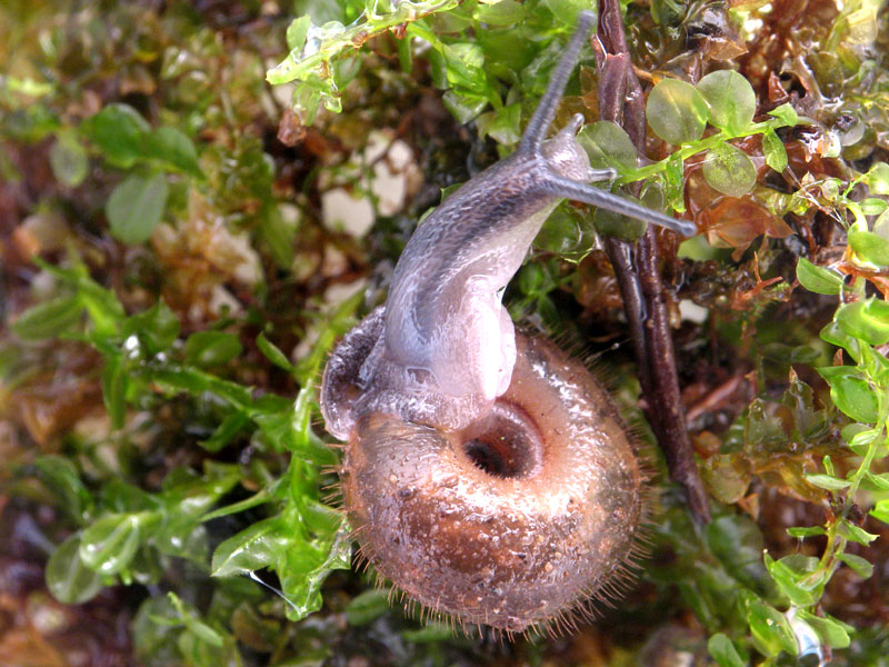 Helicodonta obvoluta (O.F. Mller, 1774)(NO)