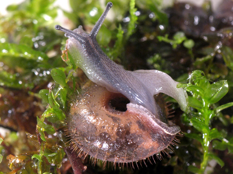 Helicodonta obvoluta (O.F. Mller, 1774)(NO)