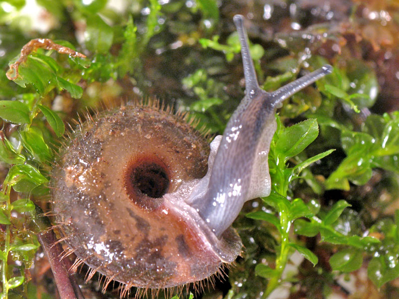 Helicodonta obvoluta (O.F. Mller, 1774)(NO)