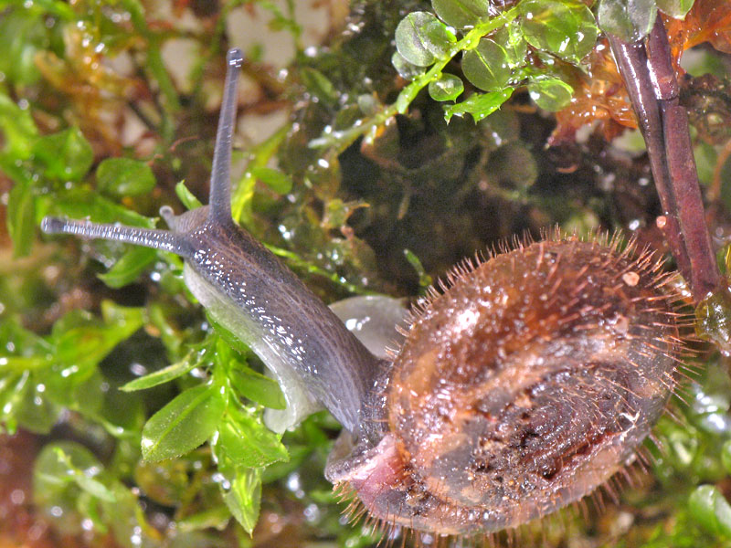 Helicodonta obvoluta (O.F. Mller, 1774)(NO)