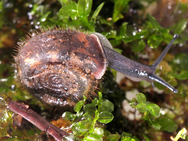 Helicodonta obvoluta (O.F. Mller, 1774)(NO)