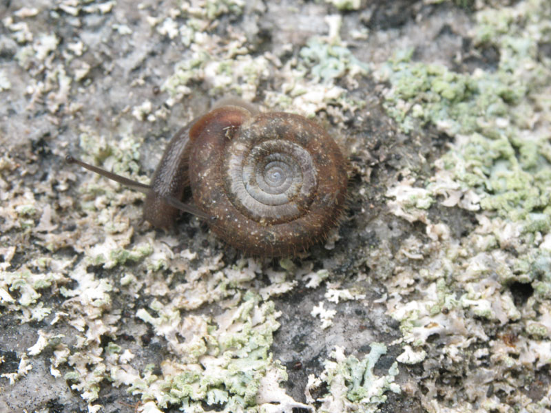 Helicodonta obvoluta