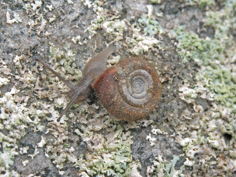 Helicodonta obvoluta