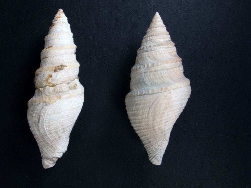 Bathytoma cataphracta ?