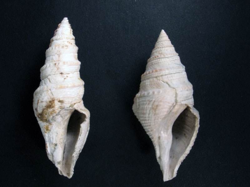 Bathytoma cataphracta ?