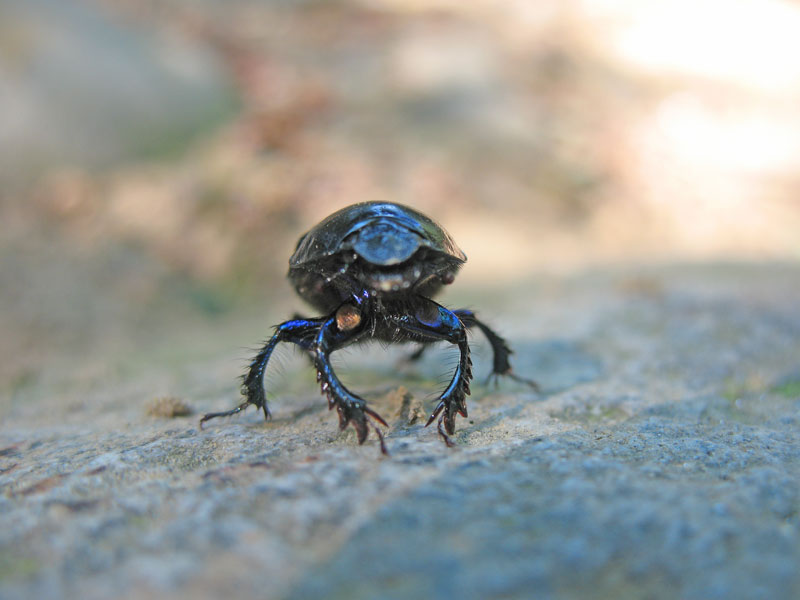 Anoplotrupes stercorosus