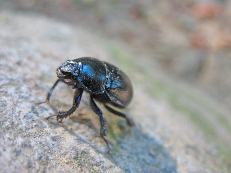 Anoplotrupes stercorosus