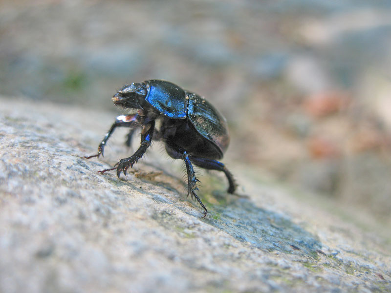 Anoplotrupes stercorosus