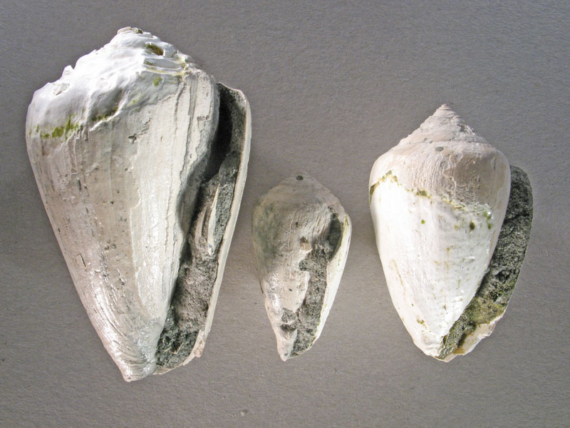 Conus?