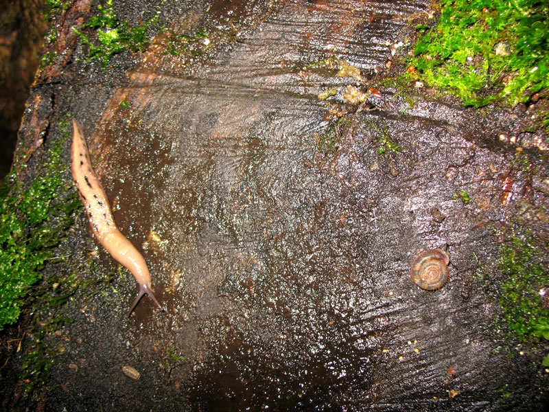 Limax dacampi da Grignasco (Novara)