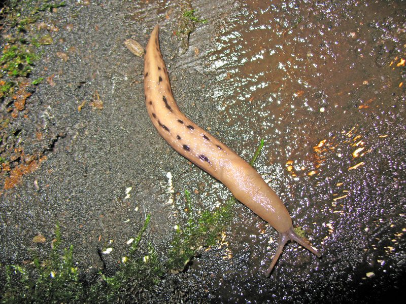 Limax dacampi da Grignasco (Novara)