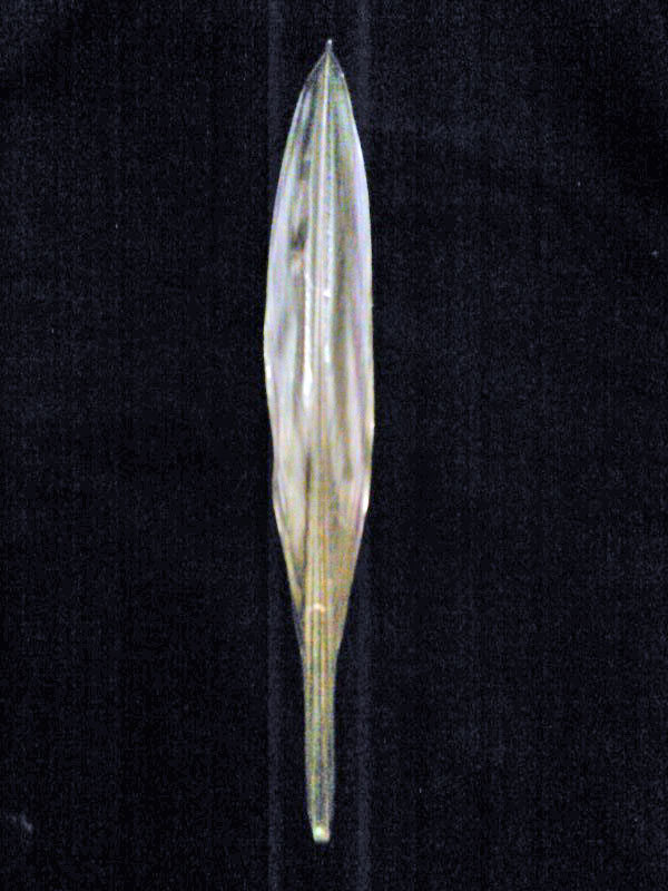 conchiglia interna di Loligo vulgaris