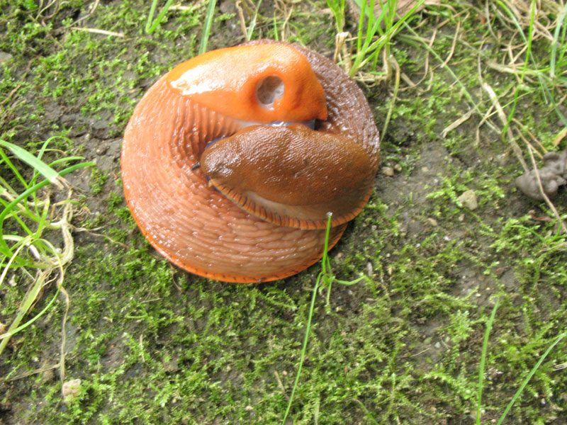 Intimità:  Arion vulgaris