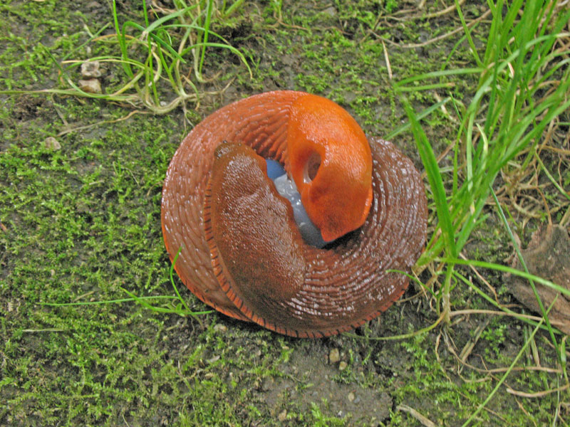 Intimità:  Arion vulgaris