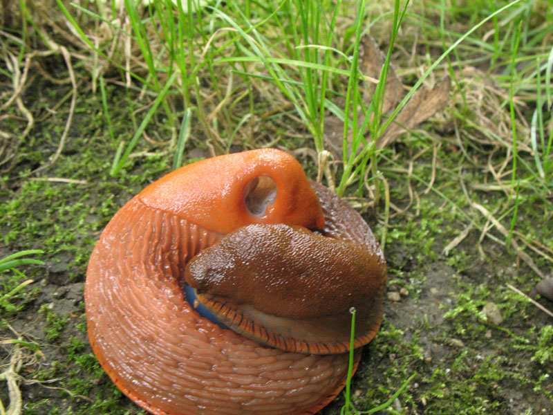 Intimità:  Arion vulgaris